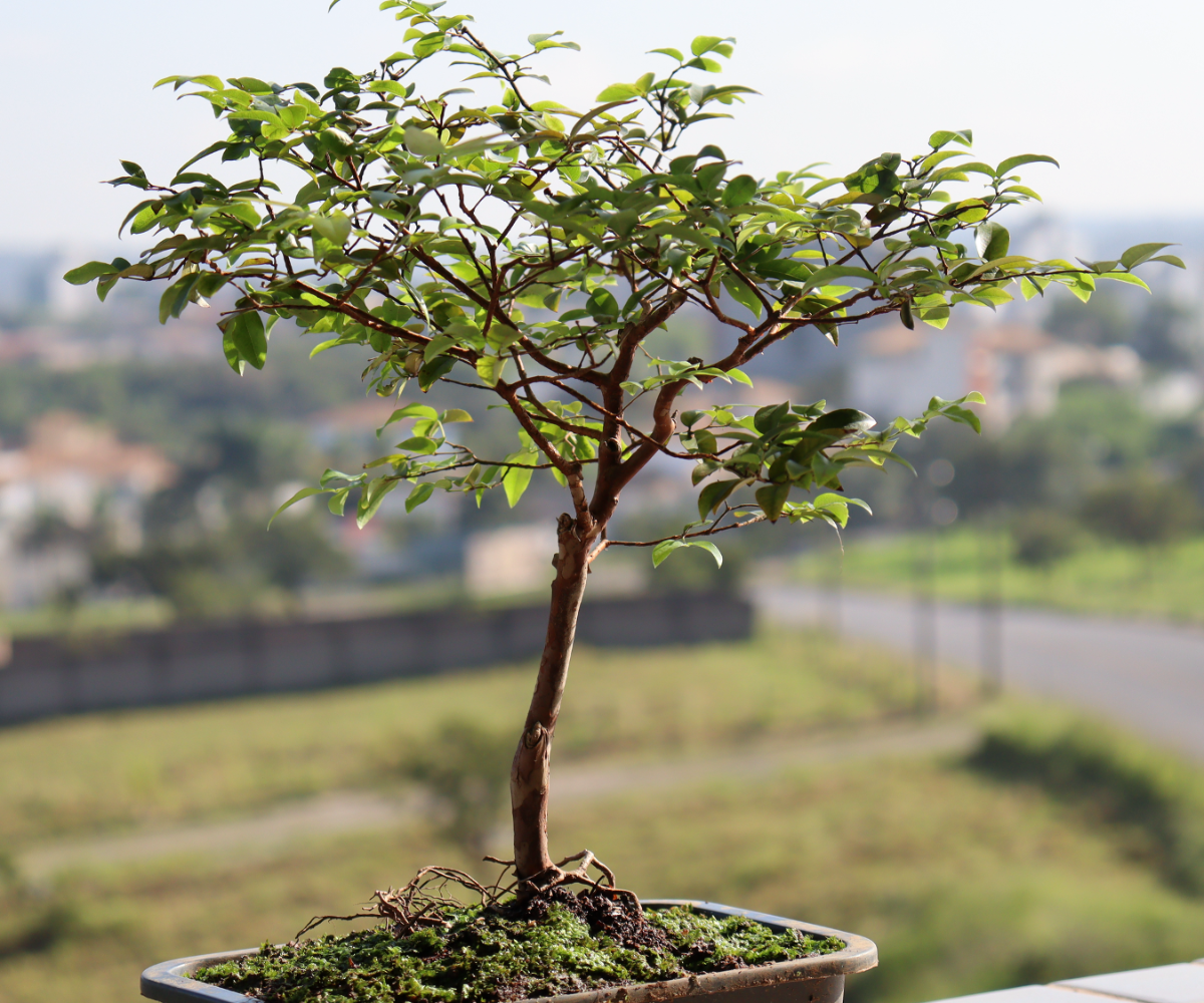 Abandone Seu Bonsai